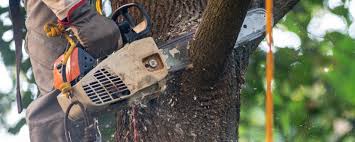 Professional Tree Services in Bystrom, CA